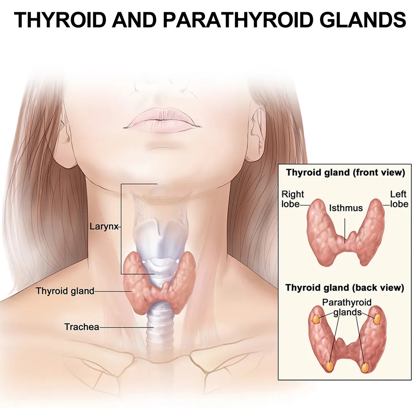 Thyroid & Lymphatic Health Care Sticker – Natural Relief Patch for Neck Wellness